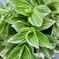 Tradescantia Continental ‘TPIWH01-0’ (“Pistachio White”)