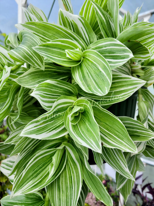 Tradescantia Continental ‘TPIWH01-0’ (“Pistachio White”)