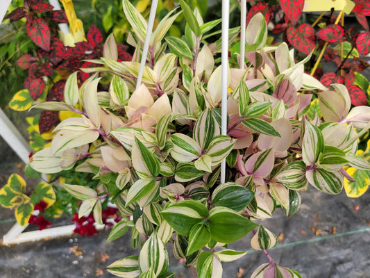 Tradescantia Mundula ‘Lisa’ (Rainbow/Tricolor)