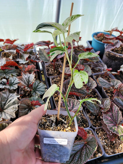 Epipremnum pinnatum ‘Marble’