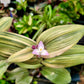 Tradescantia cerinthoides ‘Limelight’