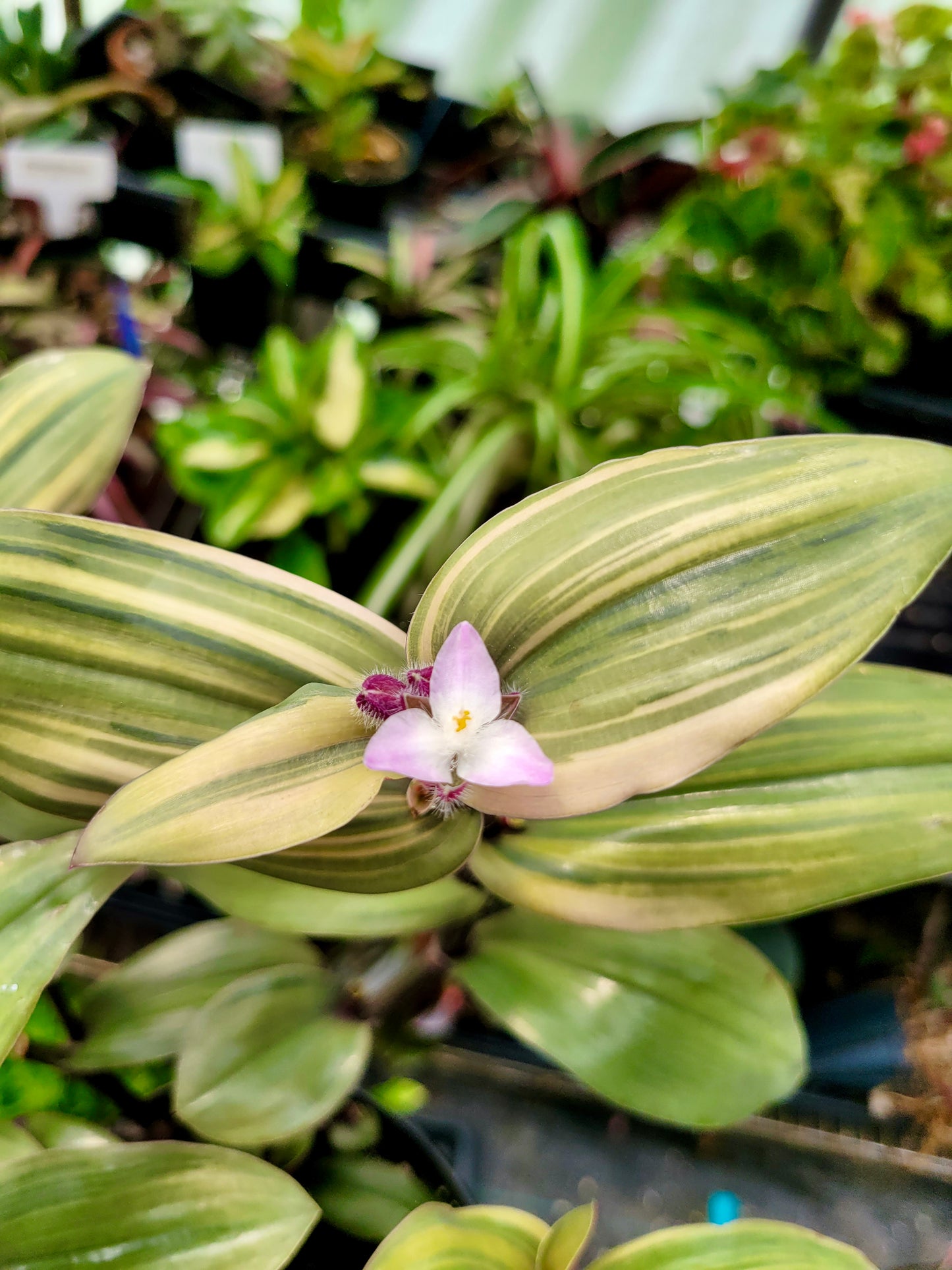 Tradescantia cerinthoides ‘Limelight’