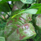 Syngonium Podophyllum ‘Confetti’