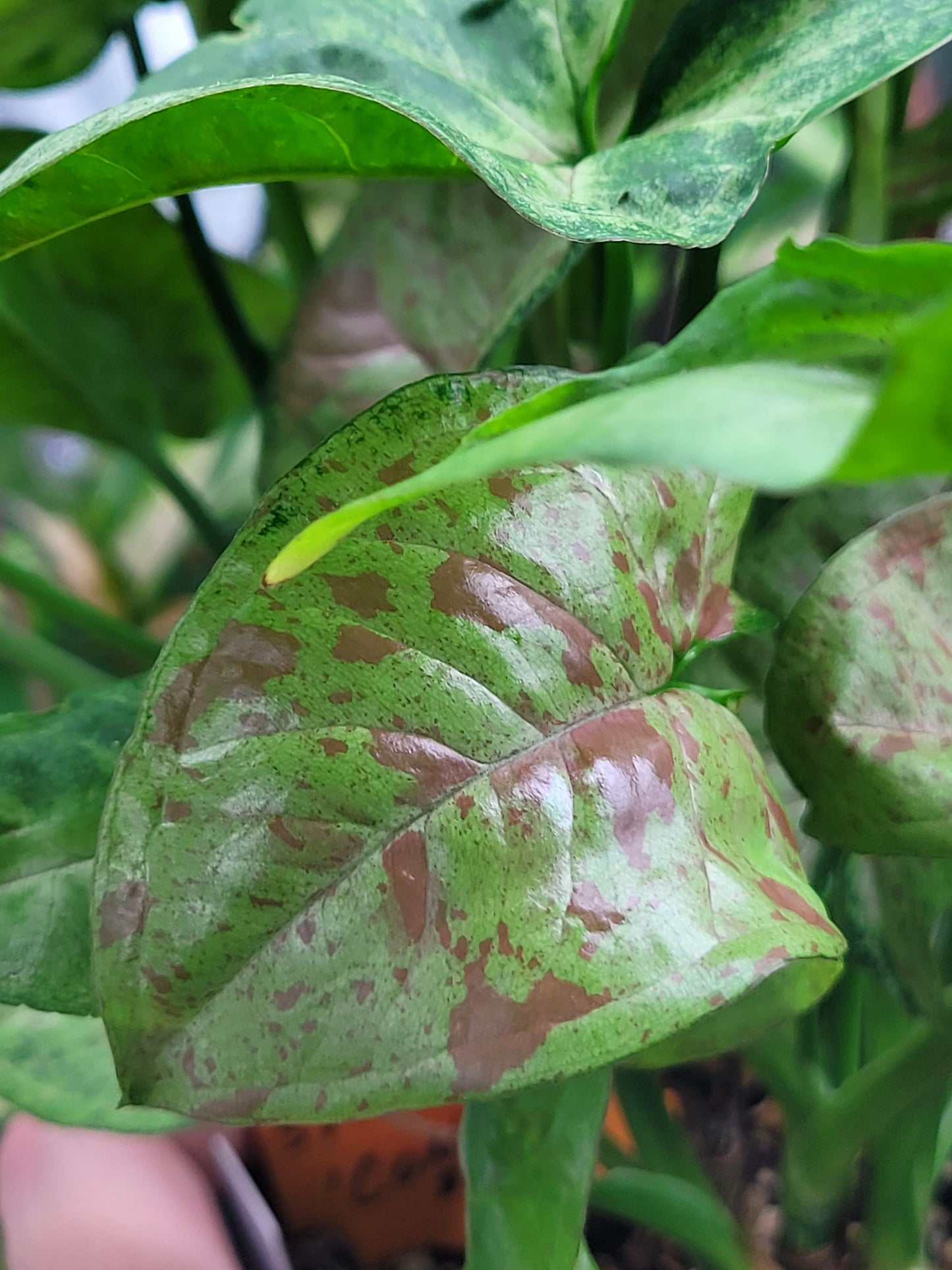 Syngonium Podophyllum ‘Confetti’