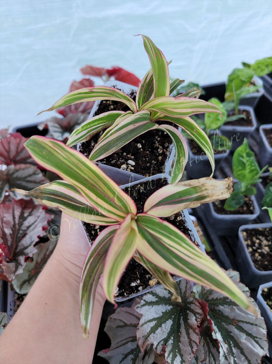 Cordyline fruticosa 'Electra'