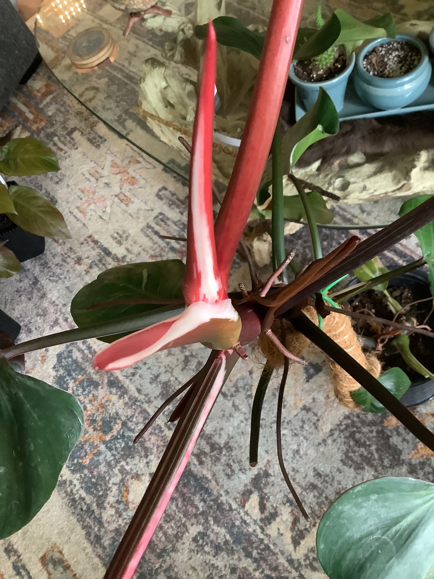 Philodendron ‘White Wizard’