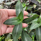 Callisia Gentlei var ‘Elegans’