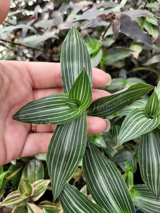 Callisia Gentlei var ‘Elegans’