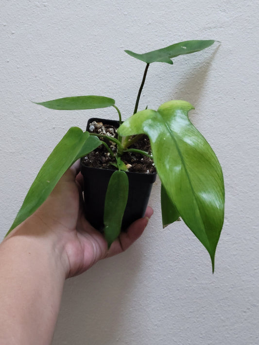 Philodendron squamiferum x pedatum ‘Florida Ghost’