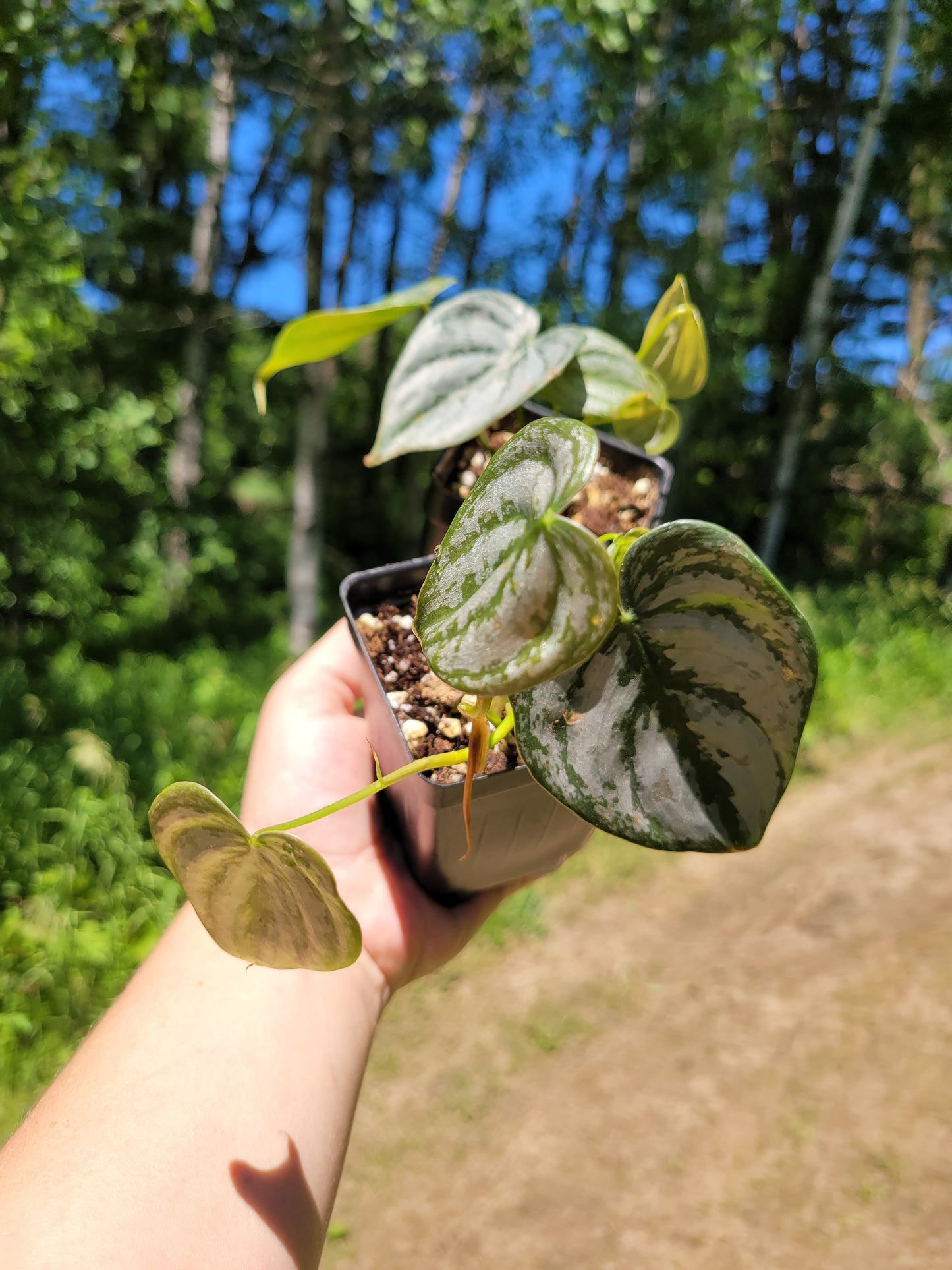 Philodendron Brandtianum