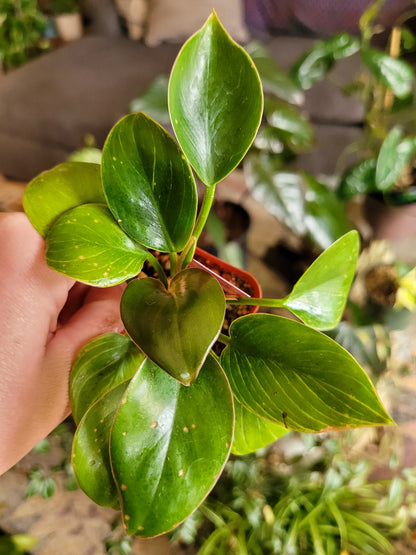 Philodendron ‘Birkin’
