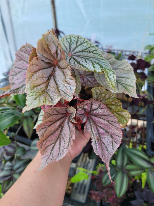 Angel Wing Begonia ‘Miss Mummy’