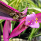 Tradescantia Pallida ‘Pink Stripe’