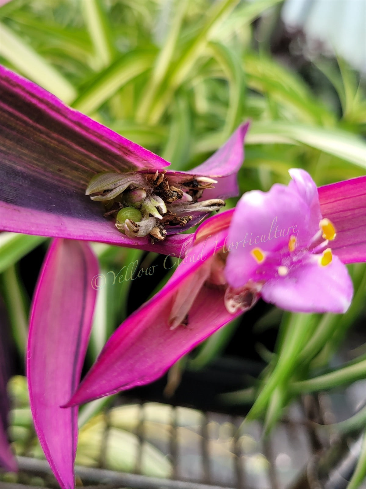 Tradescantia Pallida ‘Pink Stripe’