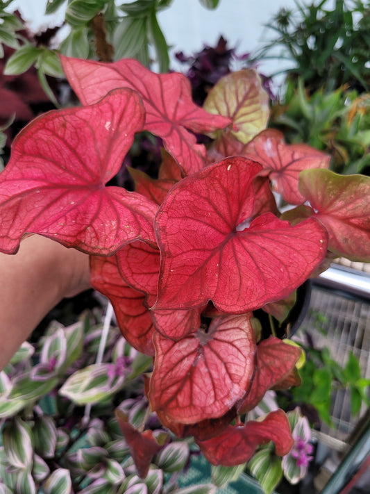 Caladium ‘Desert Sunset’