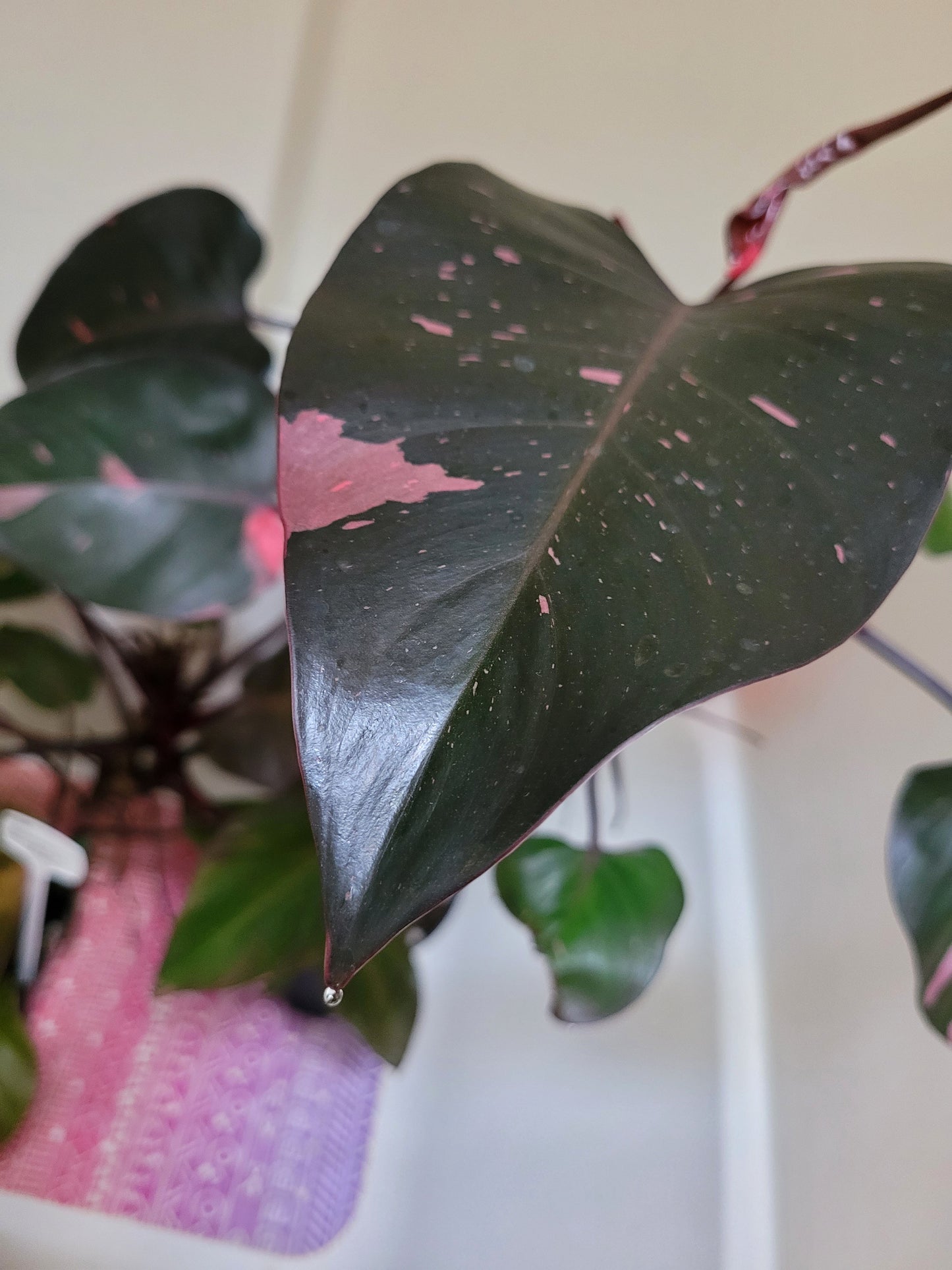 Philodendron Erubescens ‘Pink Princess’ “Marble”