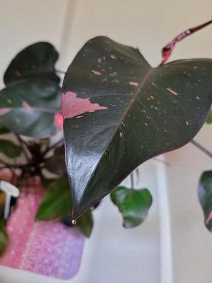 Philodendron Erubescens ‘Pink Princess’ “Marble”