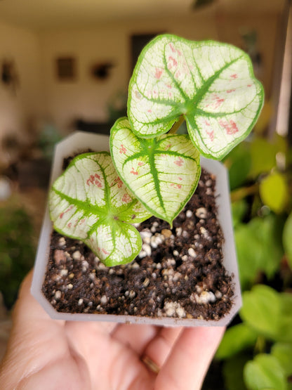 Caladium ‘Bicolor Snow’