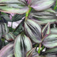 Tradescantia Zebrina ‘Little Hill’ (“Dark Desire”)