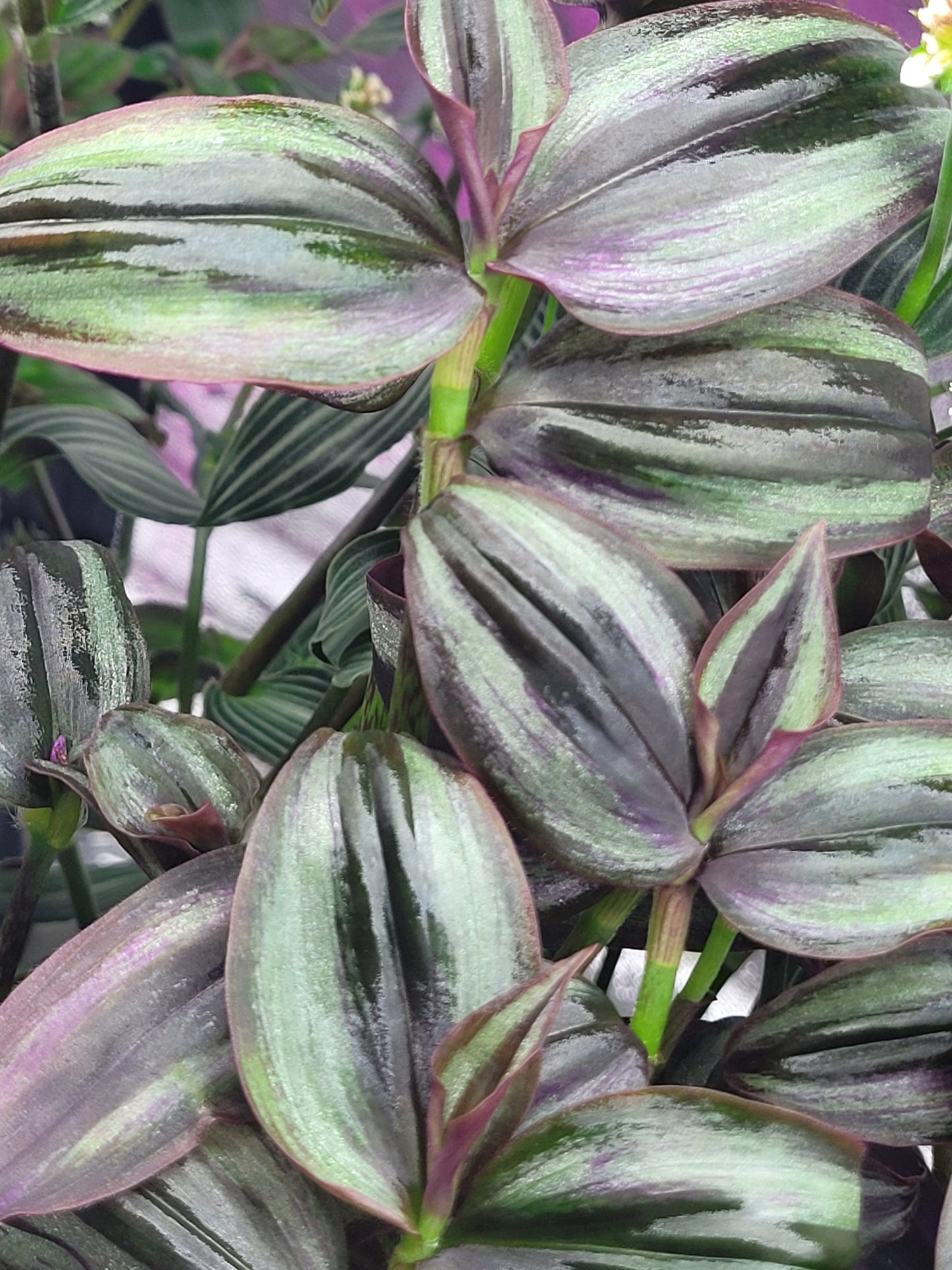 Tradescantia Zebrina ‘Little Hill’ (“Dark Desire”)