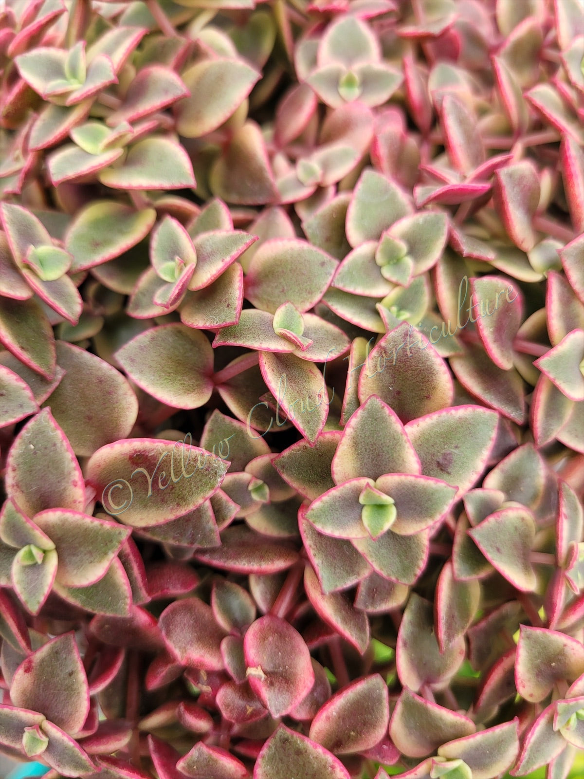 Crassula Pellucida Subsp. Marginalis ‘Rubra’ (“Calico Kittens”)