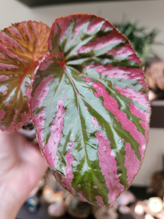 Begonia brevirimosa ssp. ‘Exotica’