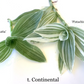 Tradescantia Continental ‘TPIWH01-0’ (“Pistachio White”)