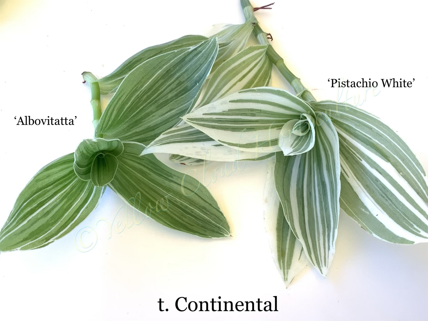 Tradescantia Continental ‘TPIWH01-0’ (“Pistachio White”)