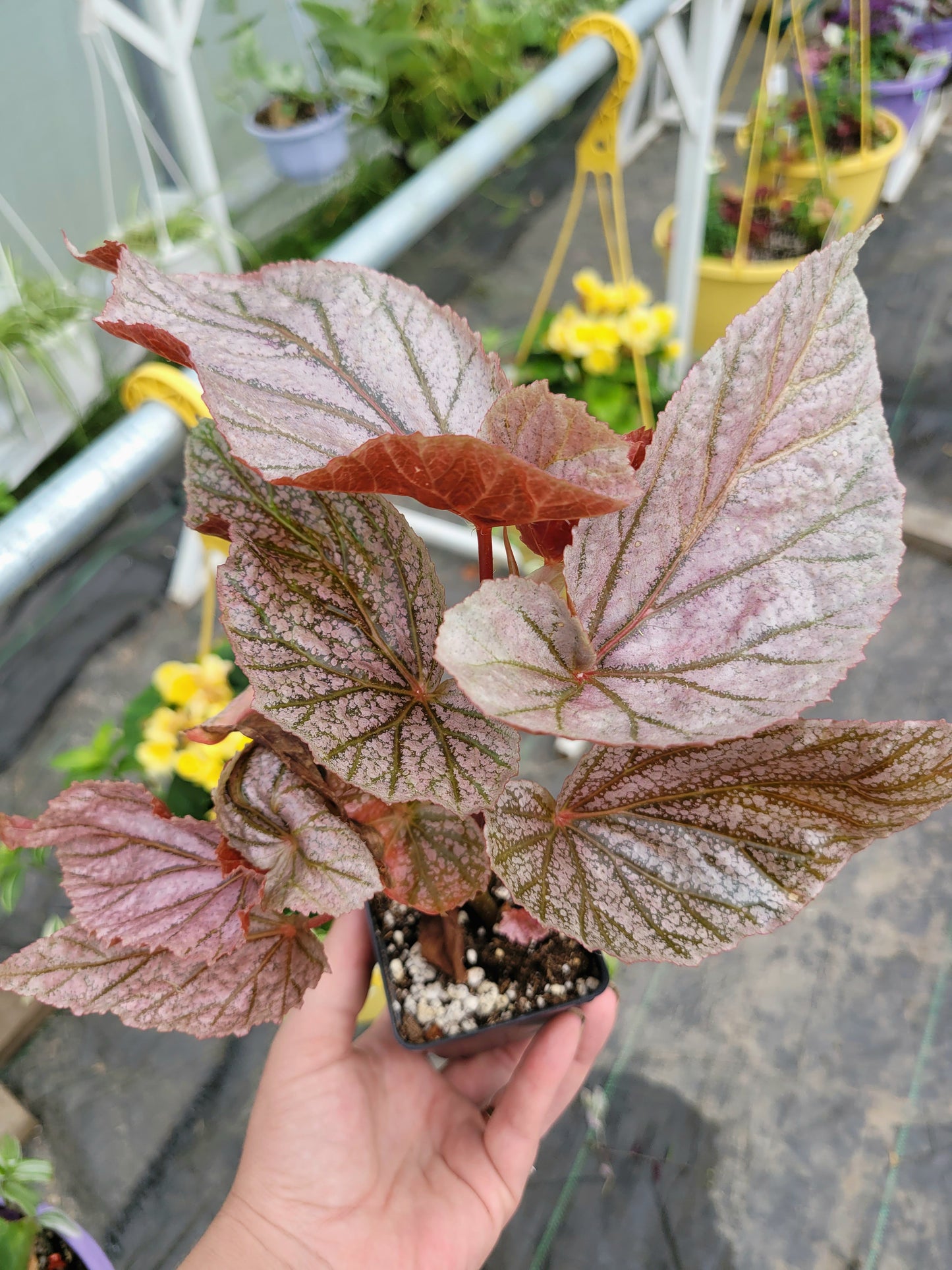 Angel Wing Begonia ‘Miss Mummy’