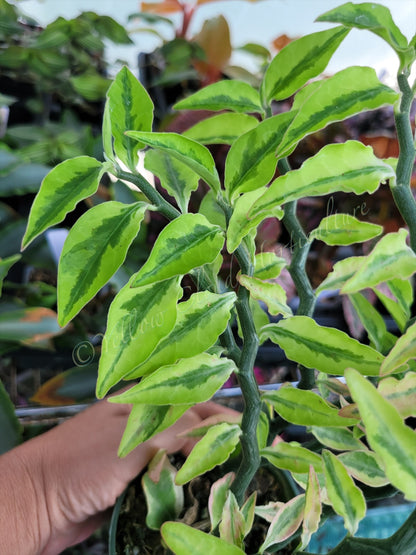 Euphorbia tithymaloides 'Variegata' (Variegated Devil’s Backbone)
