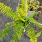 Nephrolepis Exaltata ‘Tiger Fern’