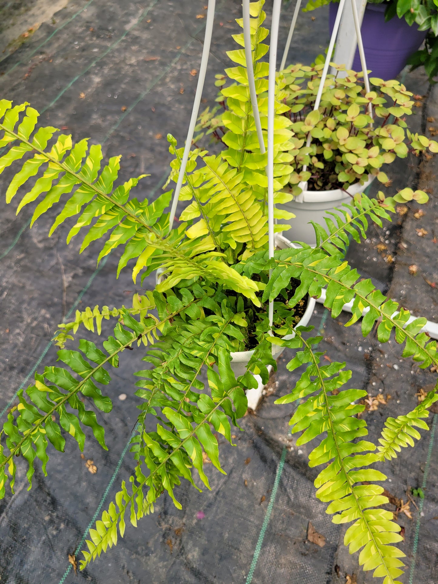 Nephrolepis Exaltata ‘Tiger Fern’