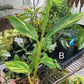 Alpinia zerumbet 'Variegata' (Variegated Shell Ginger)