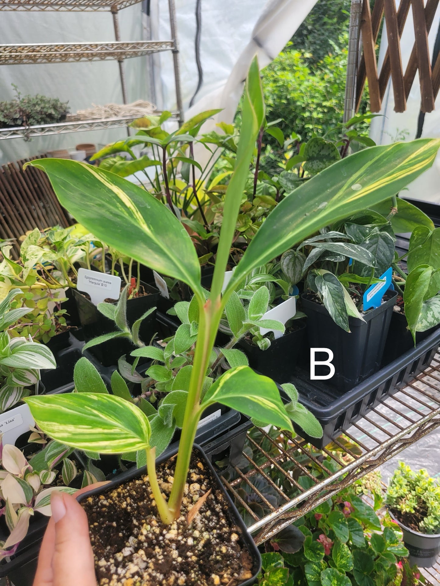 Alpinia zerumbet 'Variegata' (Variegated Shell Ginger)