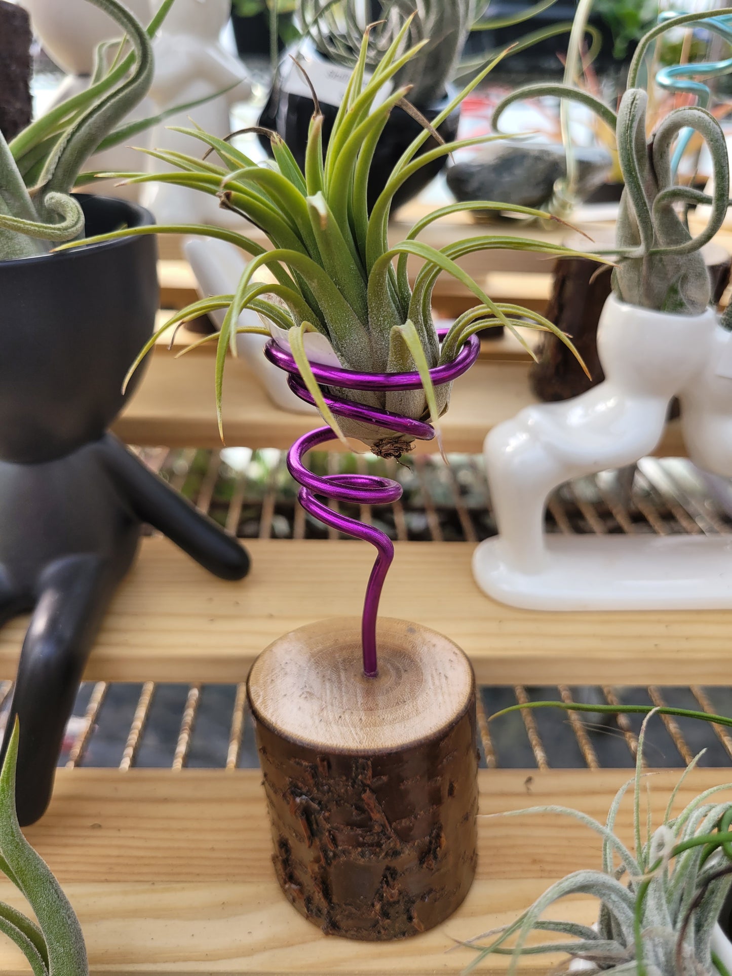 Cherry Wood Air Plant Holder