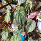 Philodendron Brandtianum