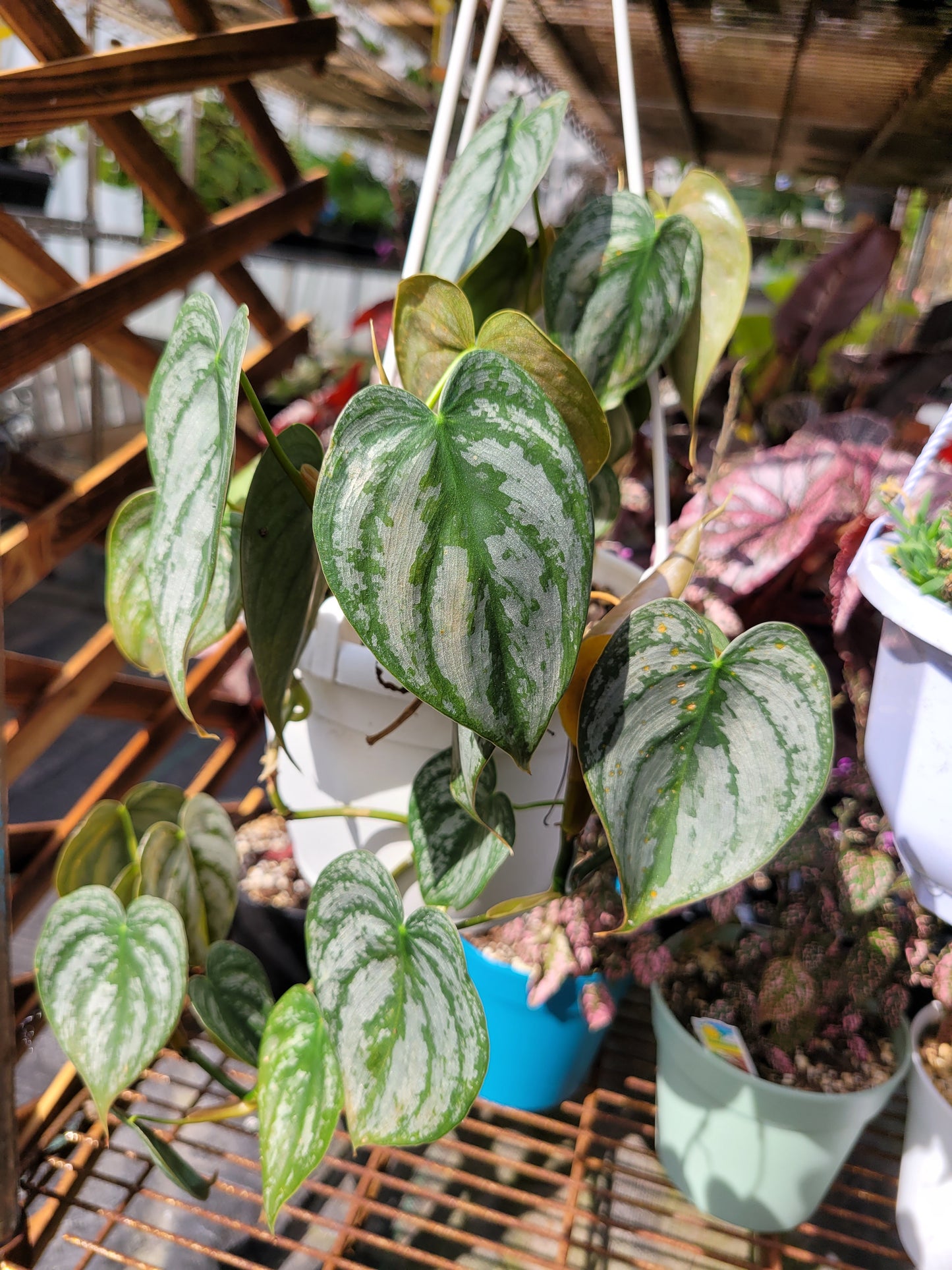 Philodendron Brandtianum