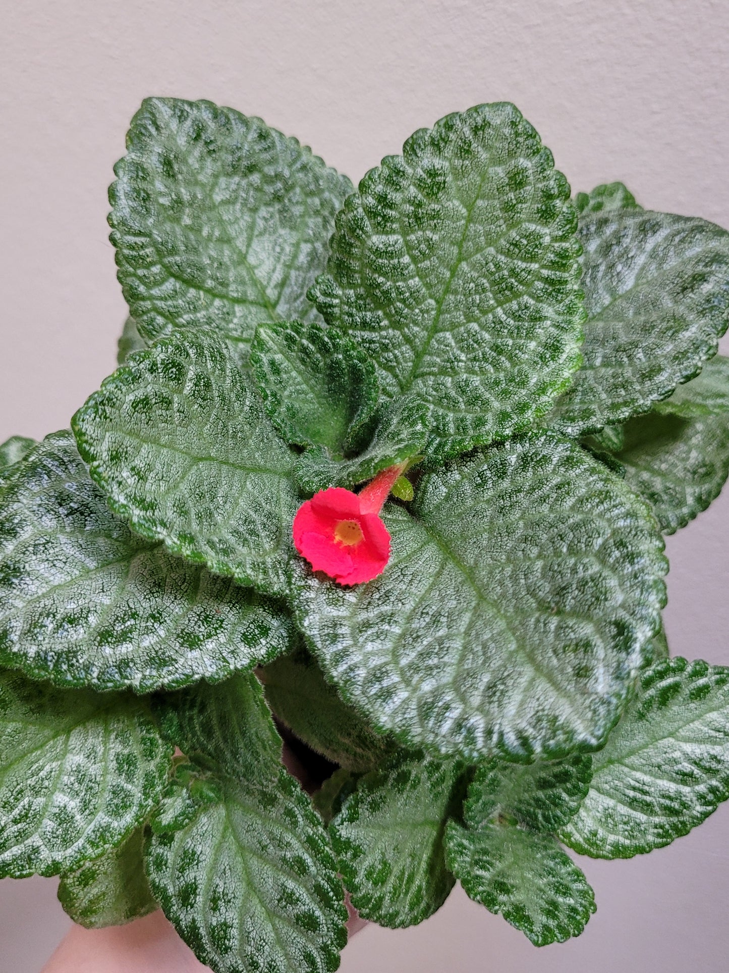 Episcia ‘Faded Jade’