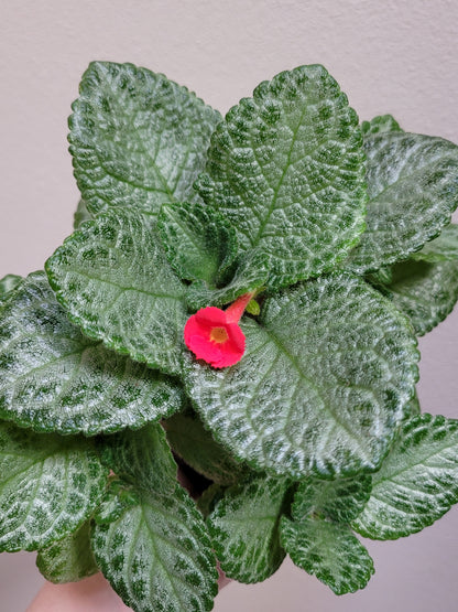 Episcia ‘Faded Jade’