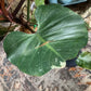 Philodendron ‘White Wizard’