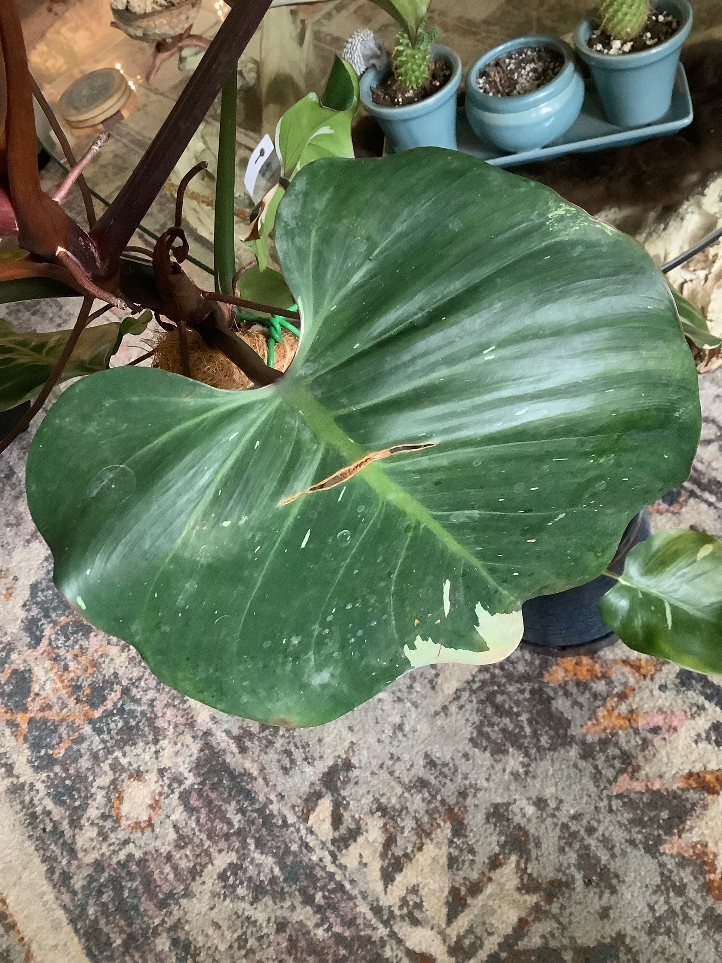 Philodendron ‘White Wizard’