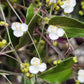 Gibasis Pellucida (Tahitian Bridal Veil)