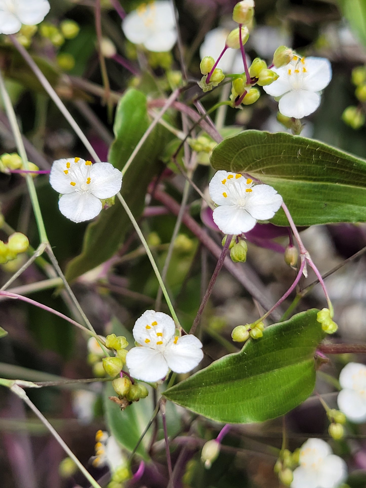 Gibasis Pellucida (Tahitian Bridal Veil)