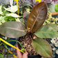 Philodendron ‘Black Cardinal’