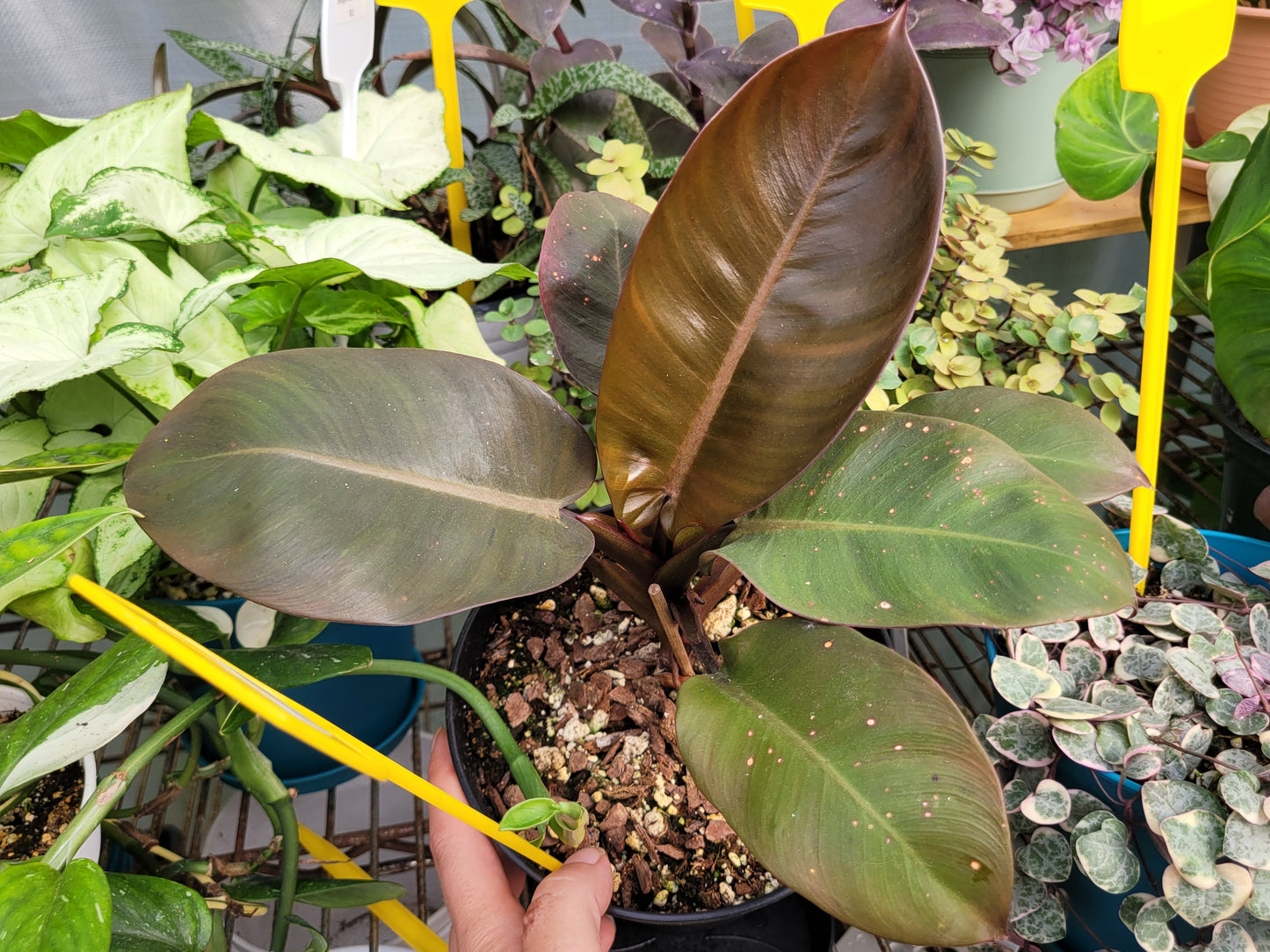 Philodendron ‘Black Cardinal’