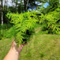 Asparagus setaceus (Asparagus plumosa fern)