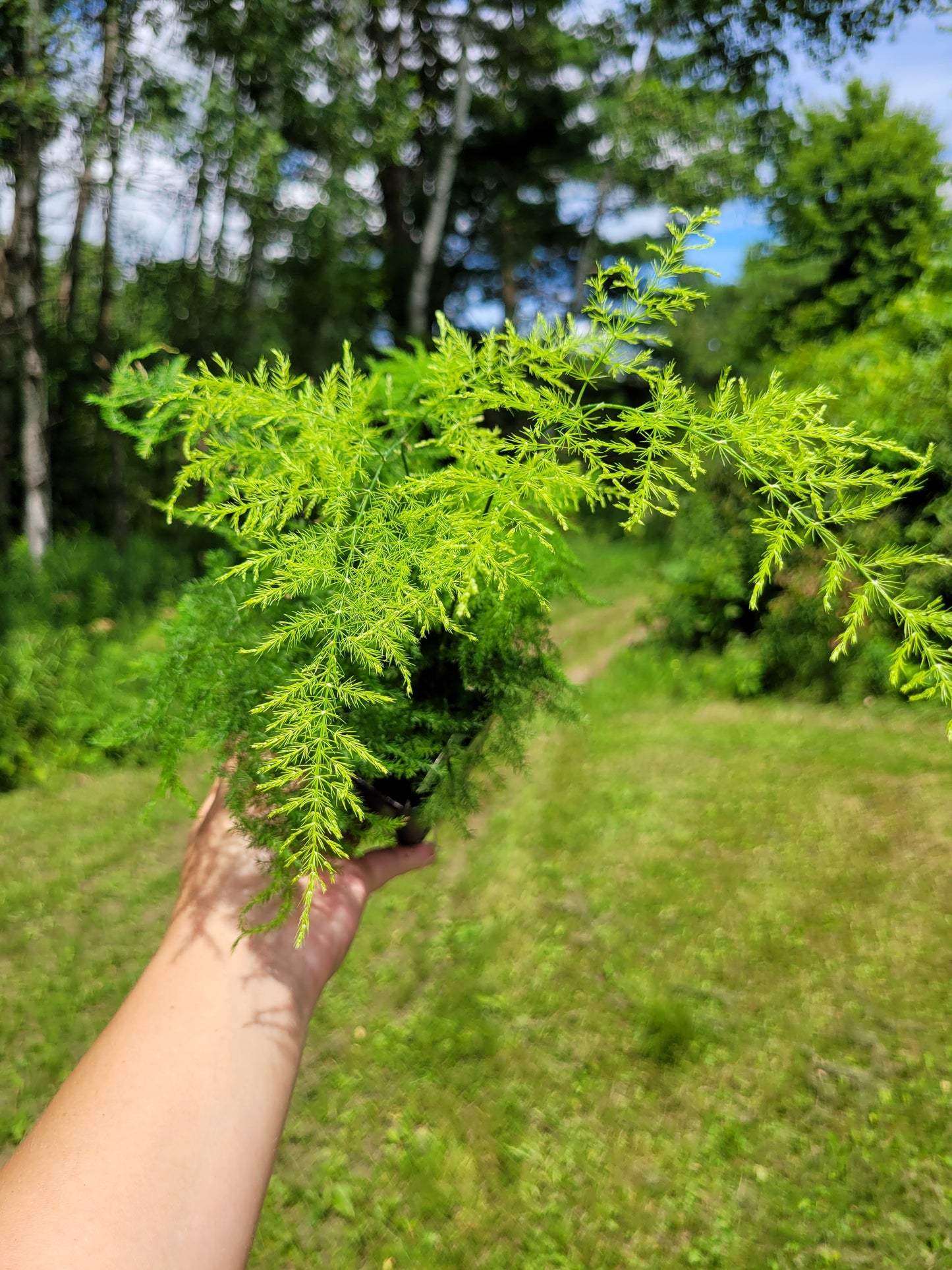 Asparagus setaceus (Asparagus plumosa fern)