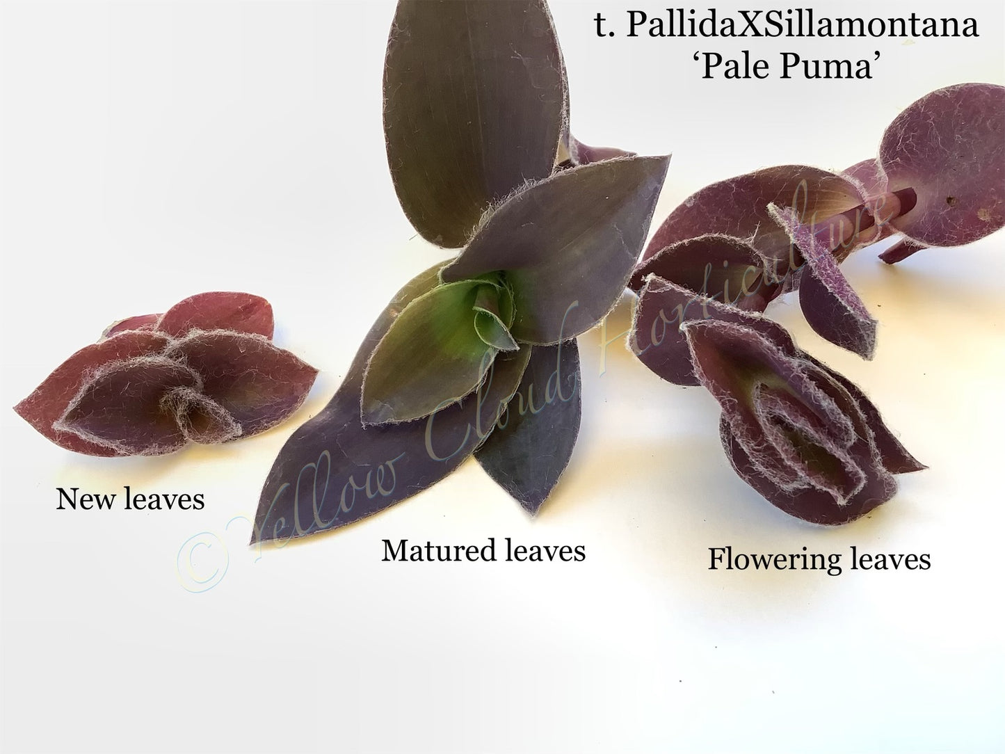 Tradescantia ‘Pale Puma’