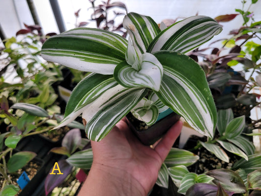 Tradescantia Continental ‘Pink Dragon’ (U.S. form)