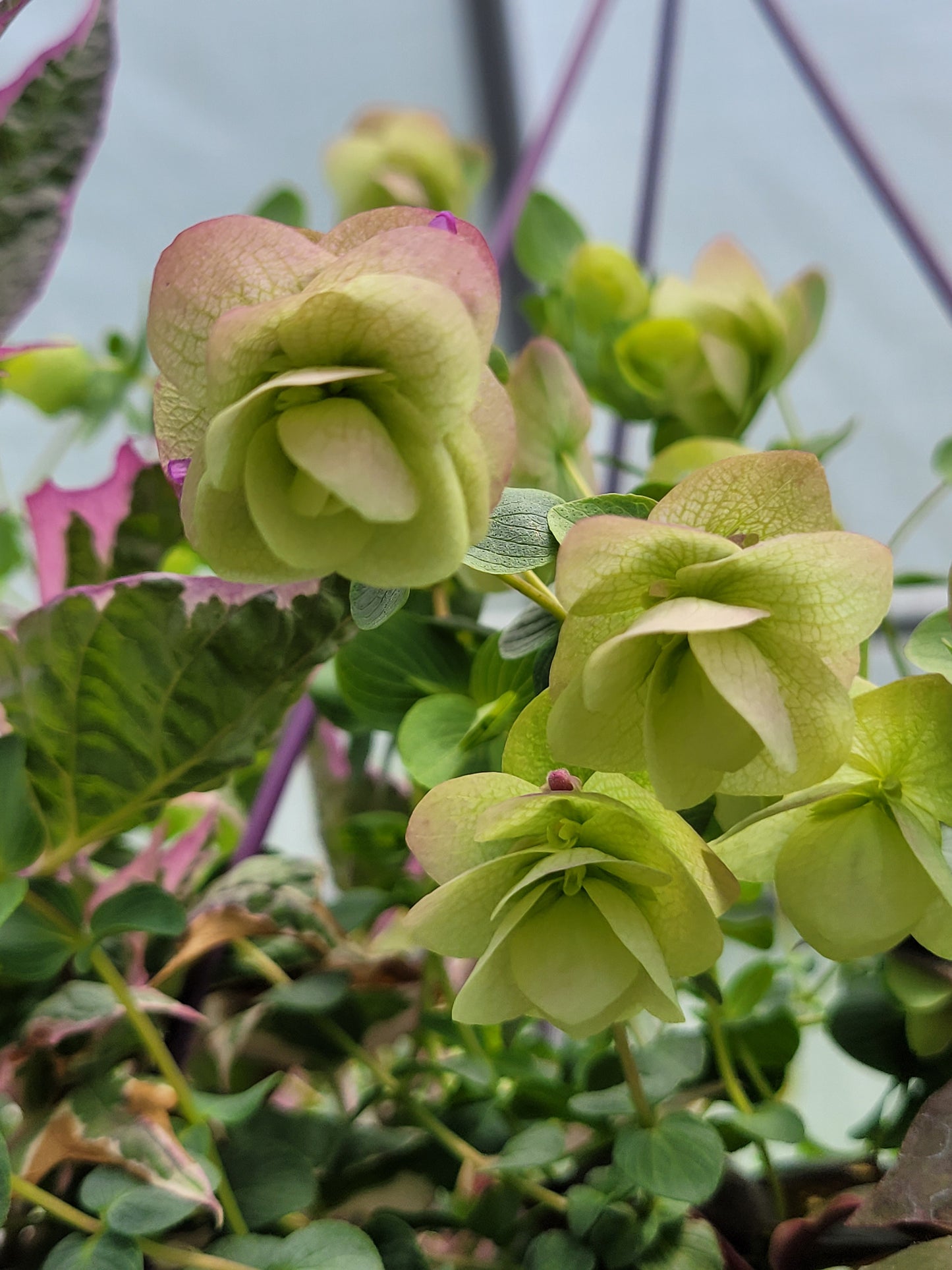 Origanum rotundifolium x scabrum ‘Kent Beauty’ (Ornamental Oregano)